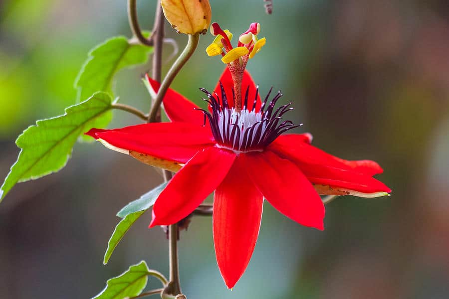 Passione Flower seeds for Planting Shade Tolerant Heirloom & GMO Free Seeds for Home Garden
