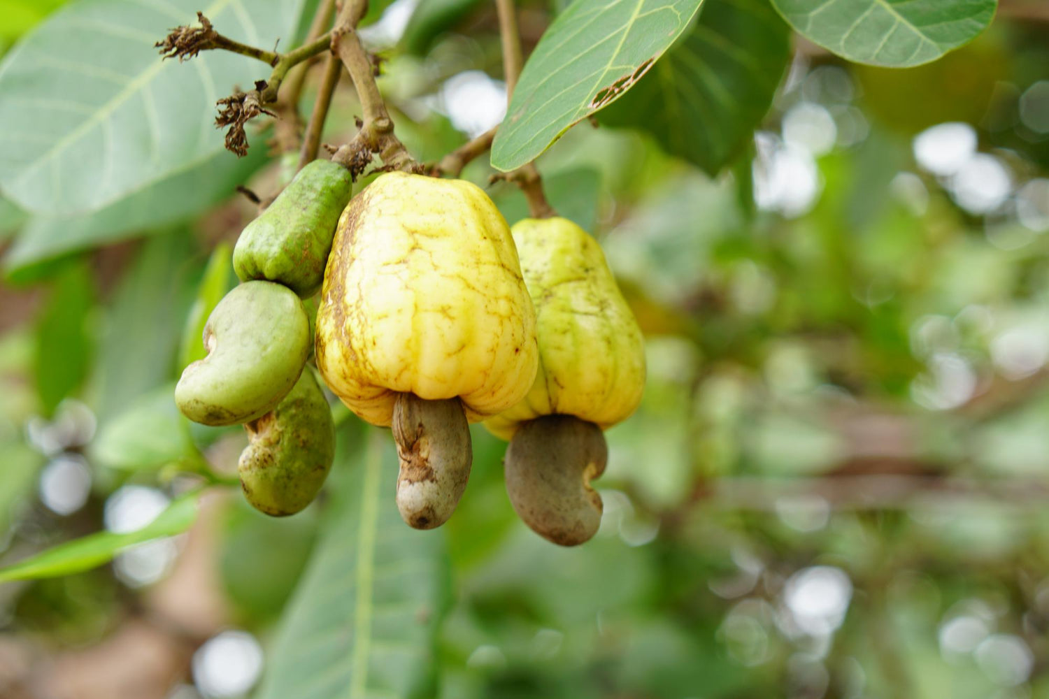 Yellow Cashew Tree Seeds Planting Tropical