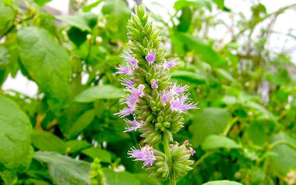 Patchouli Pogostemon Cablin Seed Germination Process