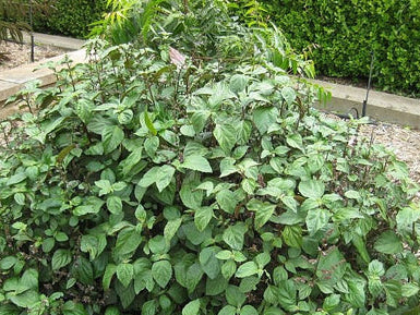 True Patchouli Pogostemon Cablin Non-GMO Seeds for Planting