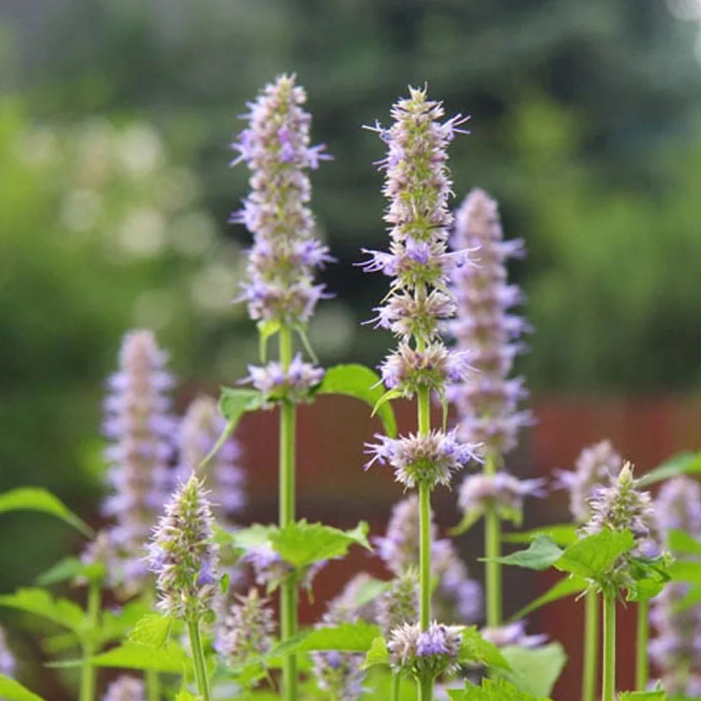 Nepeta Parnassica Flower seeds for Planting Bright Blooms, Heirloom & GMO Free Seeds for Home Garden vegetable and garden seeds