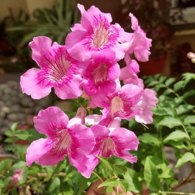 High quality Lavender Creeping Gloxinia Flower seeds for Planting Vibrant Colors, Heirloom & GMO Free Seeds for Home Garden seeds pack