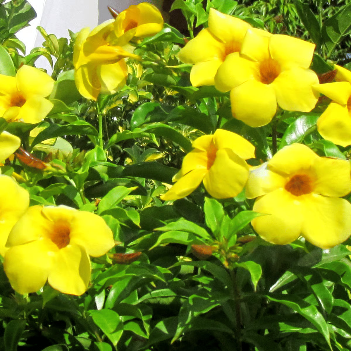 Heirloom Yellow Mandevilla Sanderi Flower seeds for Planting - Shade Tolerant, Heirloom & GMO Free Seeds for Home Garden
