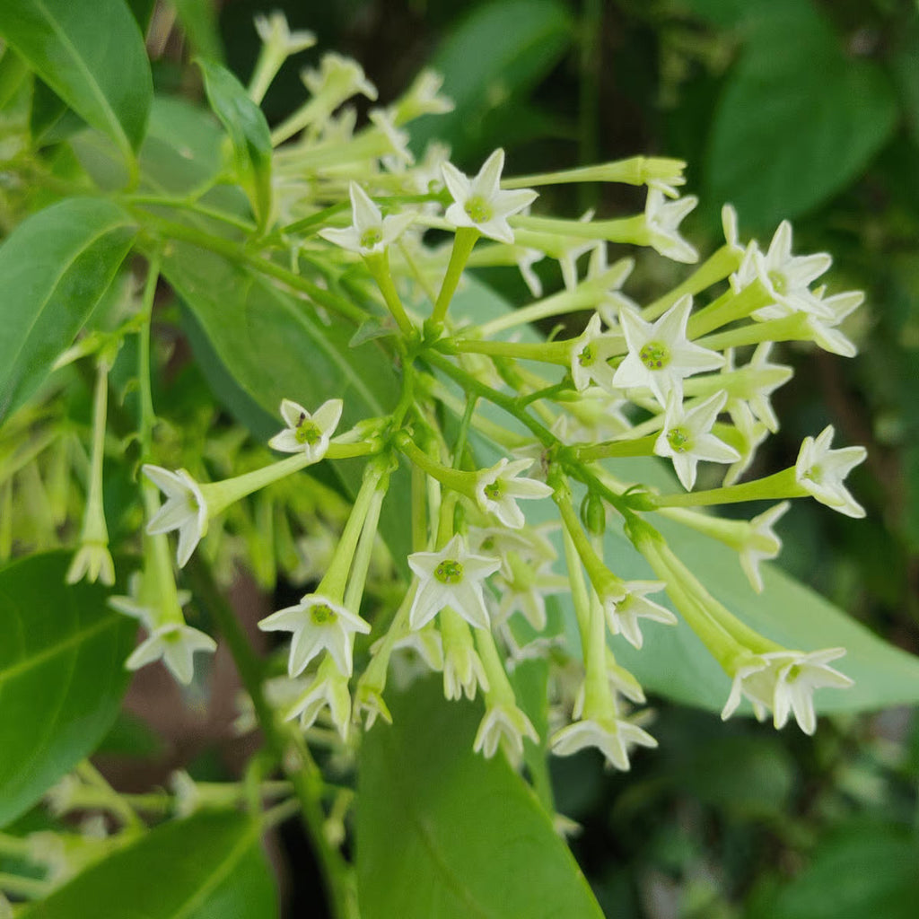 Nocturnum Flower seeds for Planting Seasonal Bloomer, Heirloom & GMO Free Seeds for Home Garden seeds for planting