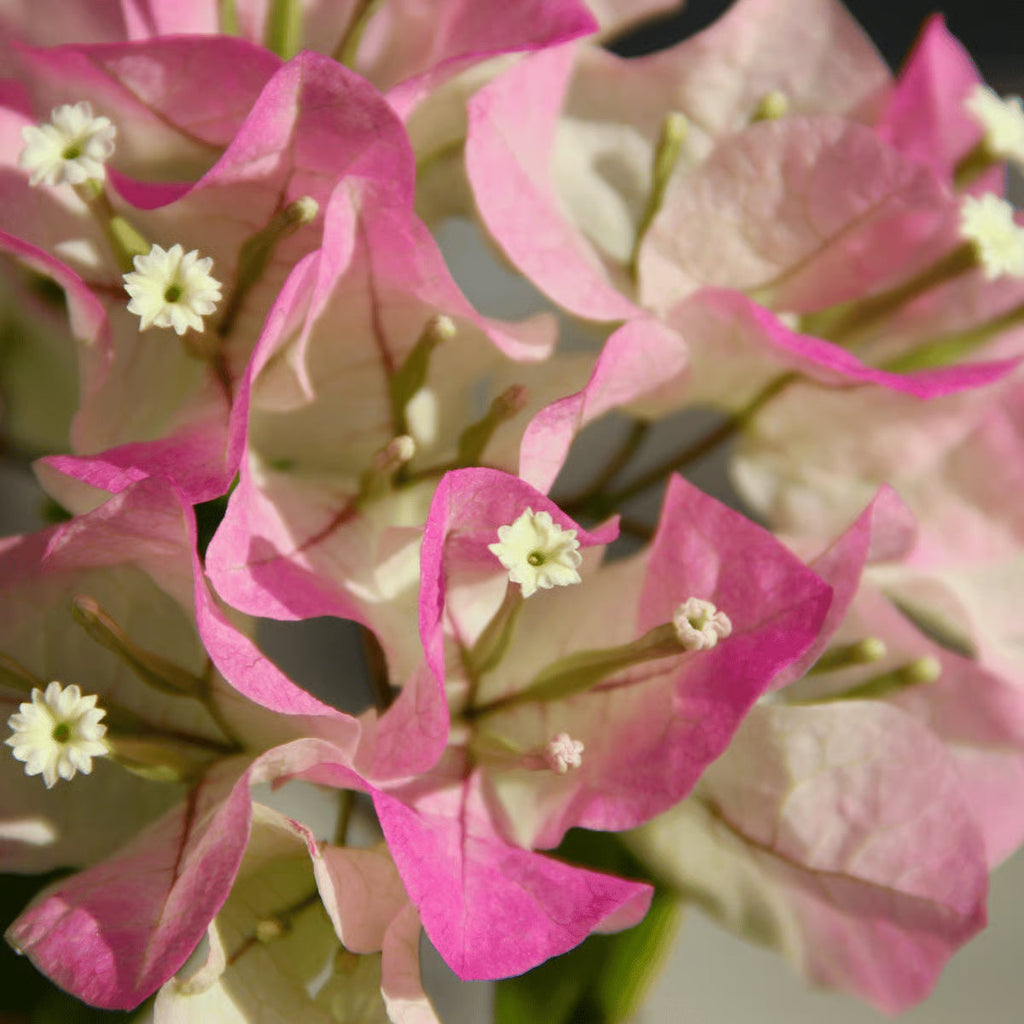 Premium Pink & White Bougainvillea Flower seeds for Planting Perfect for Borders, Heirloom & GMO Free Seeds for Home Garden seeds