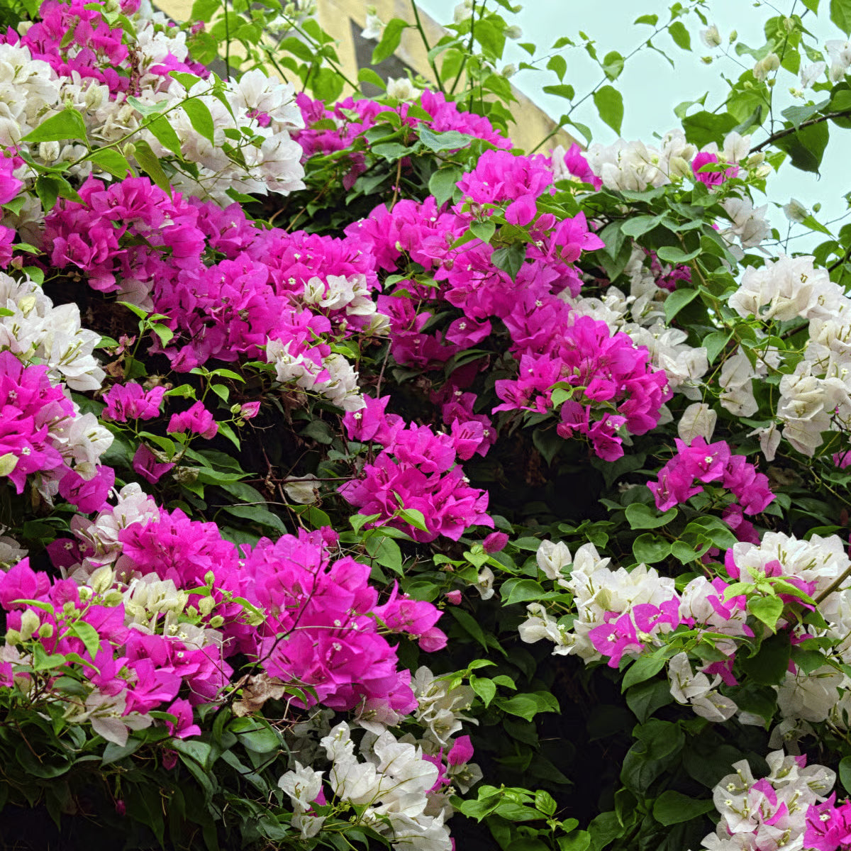 High quality Climbing Bougainvillea Flower seeds for Planting Low Maintenance, Heirloom & GMO Free Seeds for Home Garden seeds pack