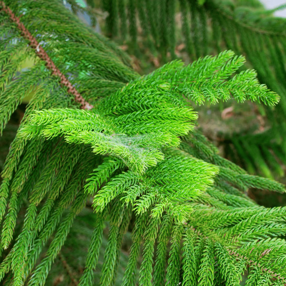 Premium Green Araucaria Flower seeds for Planting Colorful Display, Heirloom & GMO Free Seeds for Home Garden seeds