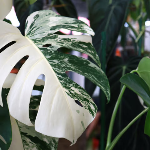 Mixed Turtle Plant Leaves Seeds for Planting - Fragrant Blossoms, Heirloom & GMO Free Seeds for Home Garden