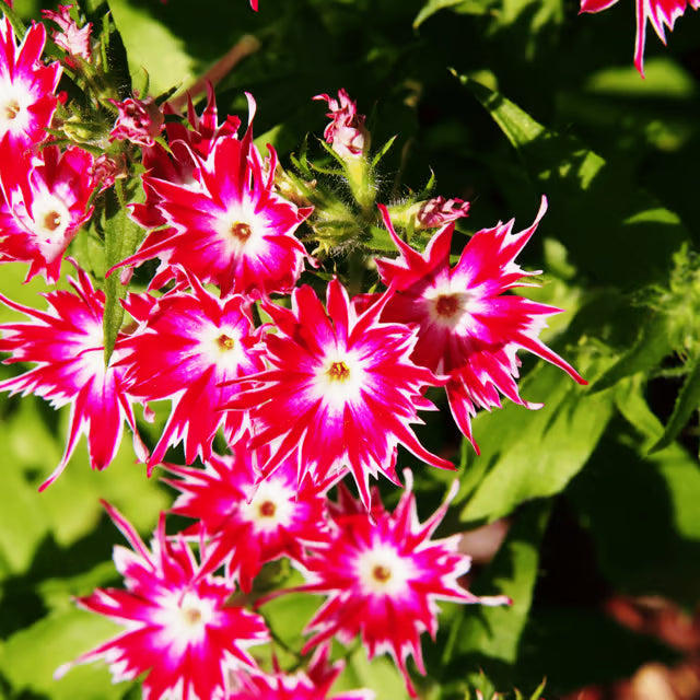 Twinkle Star flower seeds for Planting Perfect for Borders Heirloom & GMO Free Seeds for Home Garden