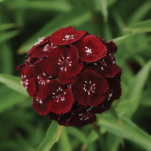 High quality Maroon William Dianthus Flower seeds for Planting Premium Quality, Heirloom & GMO Free Seeds for Home Garden seeds pack