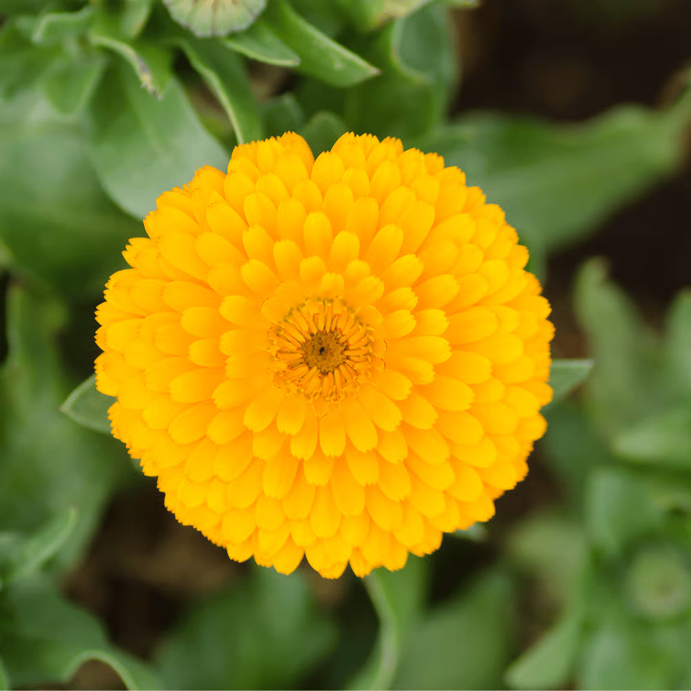 Premium Light Yellow Zinnia Flower seeds for Planting Fragrant Blossoms, Heirloom & GMO Free Seeds for Home Garden seeds
