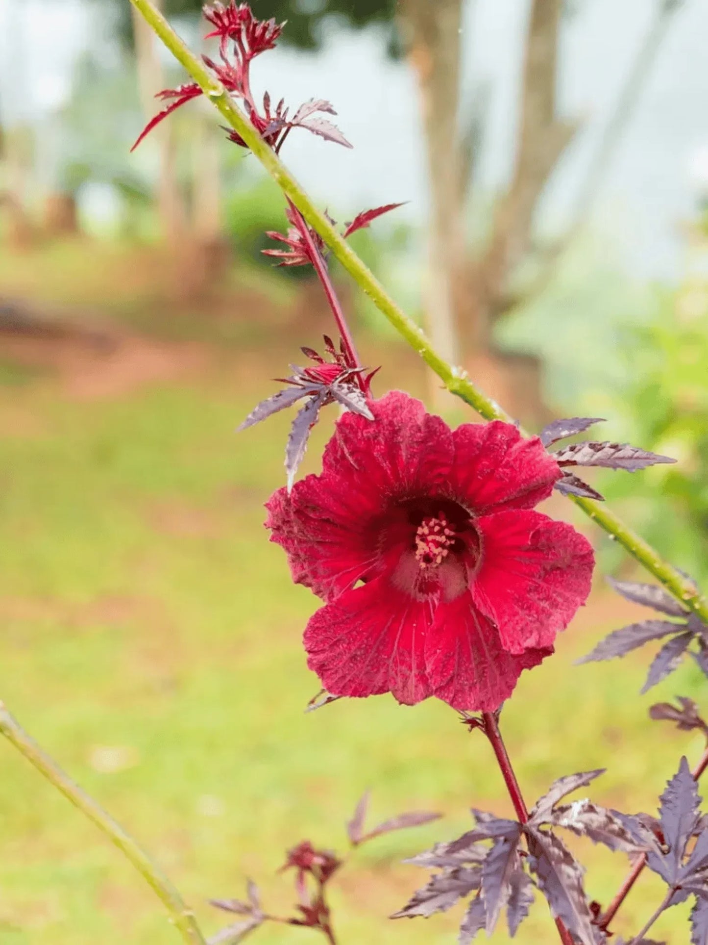 Cranberry Hibiscus Flower seeds for Planting Hardy Variety Heirloom & GMO Free Seeds for Home Garden