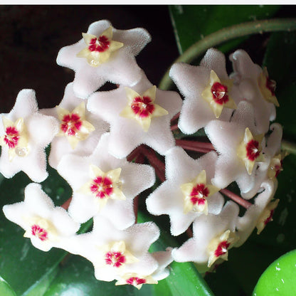 Heirloom Hoya Orchid Flower seeds for Planting Low Maintenance Heirloom & GMO Free Seeds for Home Garden