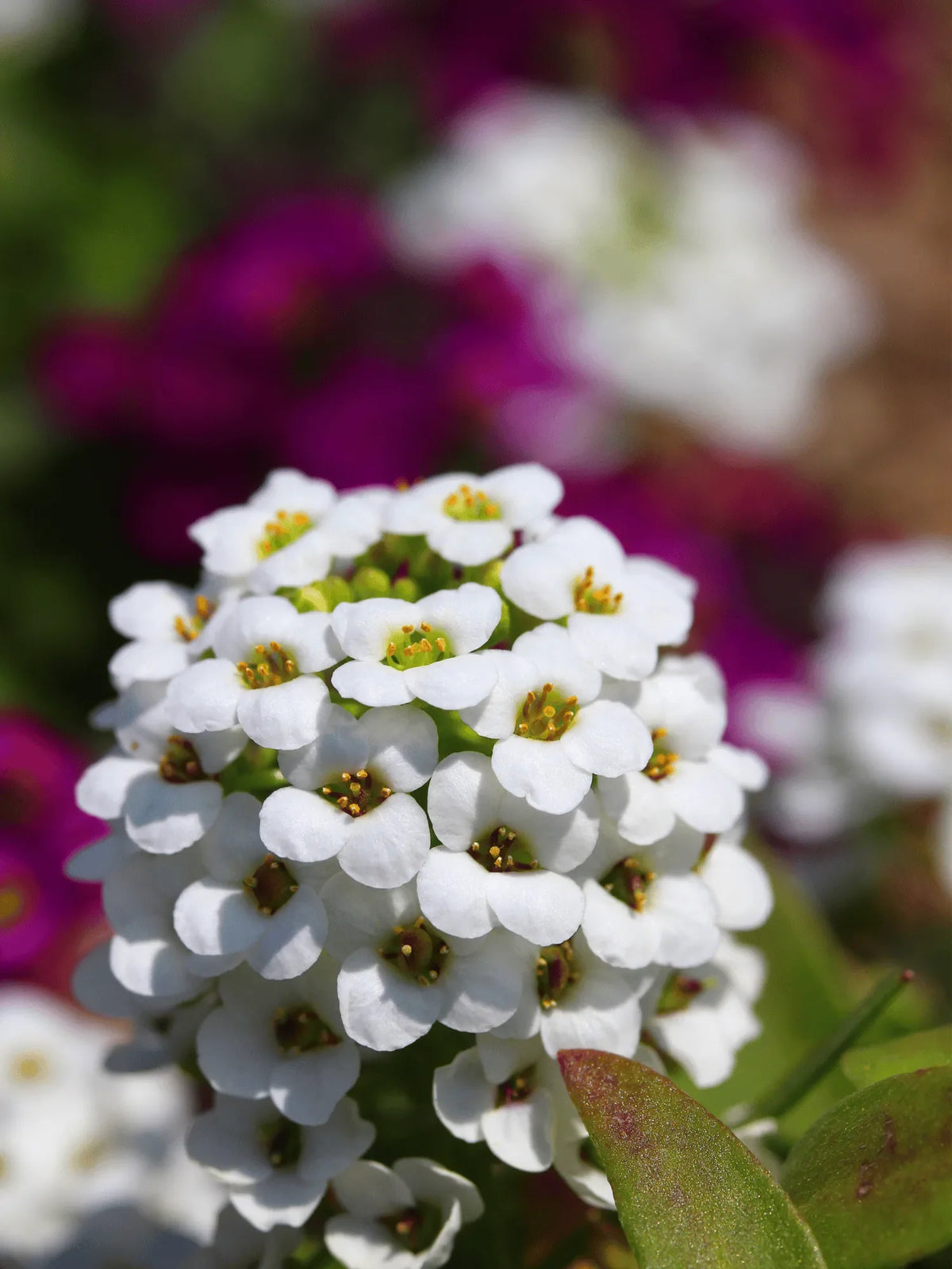 Alyssum Flower seeds for Planting Shade Tolerant Heirloom & GMO Free Seeds for Home Garden