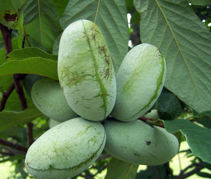 Purple-brown Paw Paw flowers blooming in spring