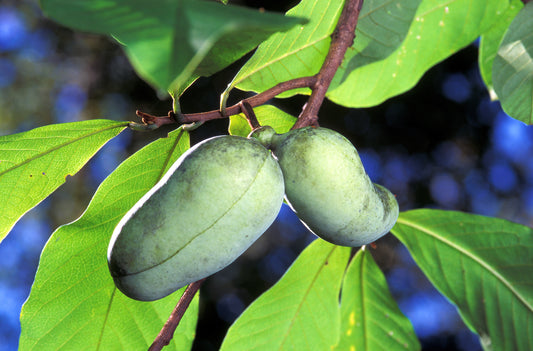 Paw Paw tree seeds for planting at home