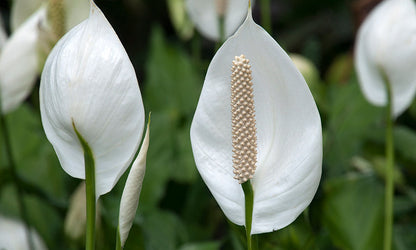 Spathiphyllum Flower seeds for Planting Cottage Garden Essential Heirloom & GMO Free Seeds for Home Garden