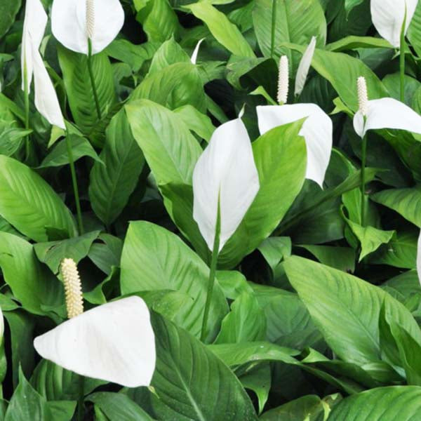 Green Spathiphyllum Flower seeds for Planting Easy to Grow, Heirloom & GMO Free Seeds for Home Garden vegetable and garden seeds