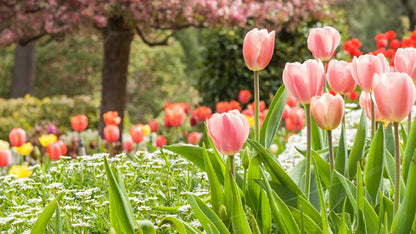 Peach Tulip Flowers Blooming in Garden Bed
