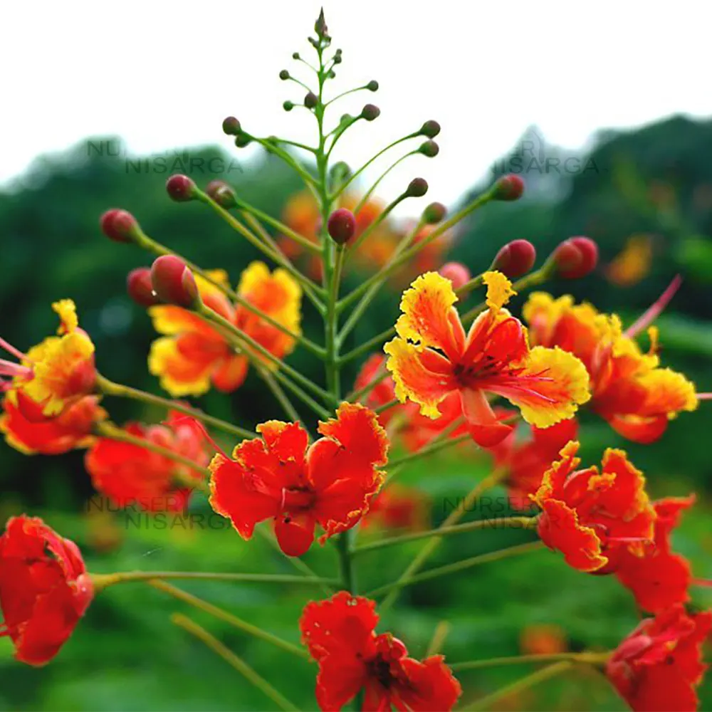 High quality Red Caesalpinia or Peacock Flower seeds for Planting Shade Tolerant, Heirloom & GMO Free Seeds for Home Garden seeds pack