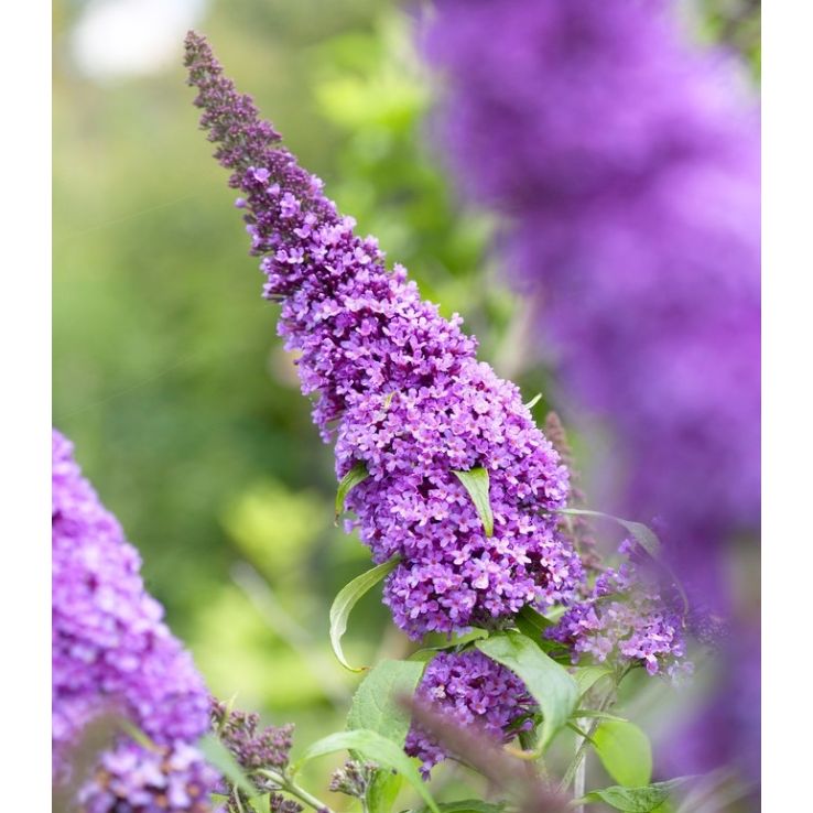 Bush Flower seeds for Planting Long Bloom Season Heirloom & GMO Free Seeds for Home Garden