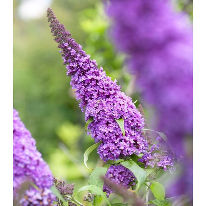 Bush Flower seeds for Planting Long Bloom Season Heirloom & GMO Free Seeds for Home Garden
