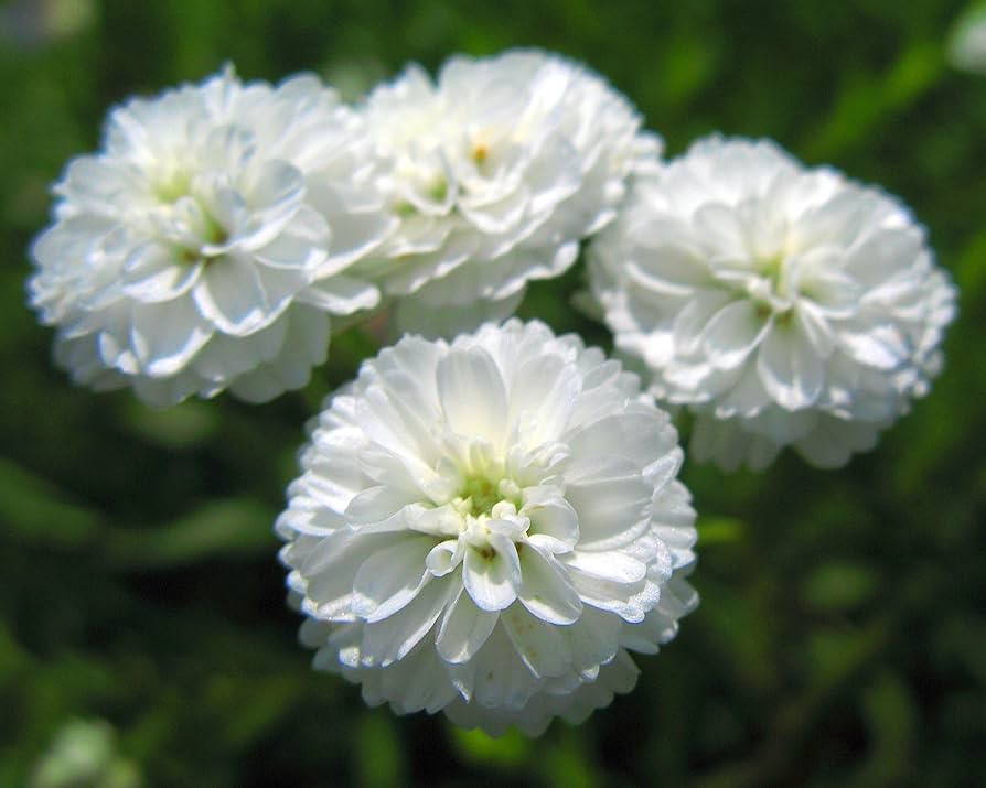 Pearl Yarrow Growing in Sunny Garden Border with White Flowers