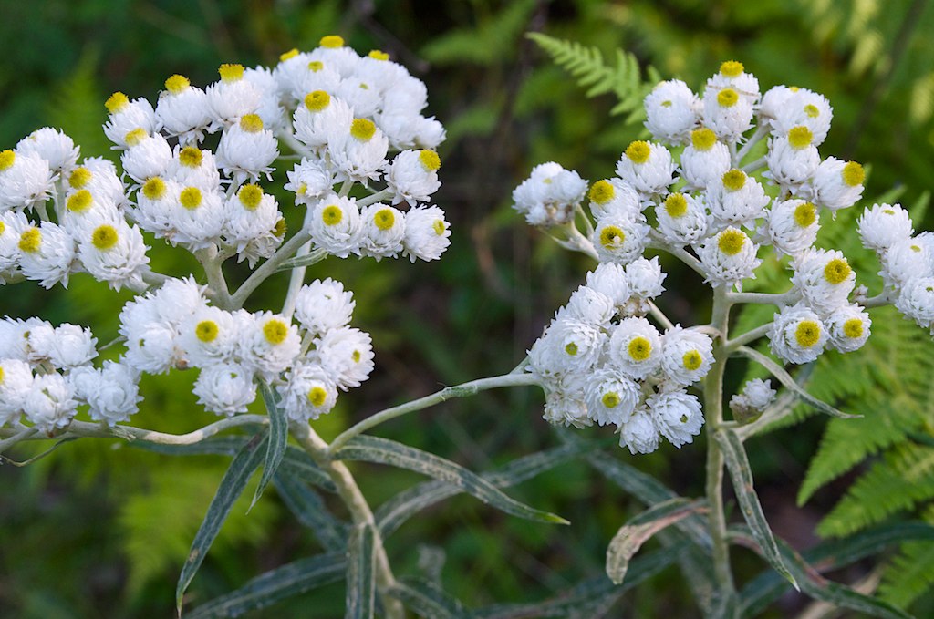 Young Pearly Everlasting Seedlings Growing in Soil