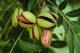 Ripe pecans growing in shells on tree branch