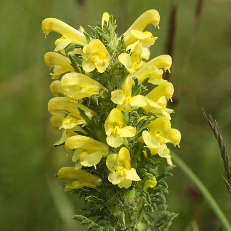 Yellow Pedicularis Lanceolata Flower seeds for Planting Sun Loving, Heirloom & GMO Free Seeds for Home Garden vegetable and garden seeds
