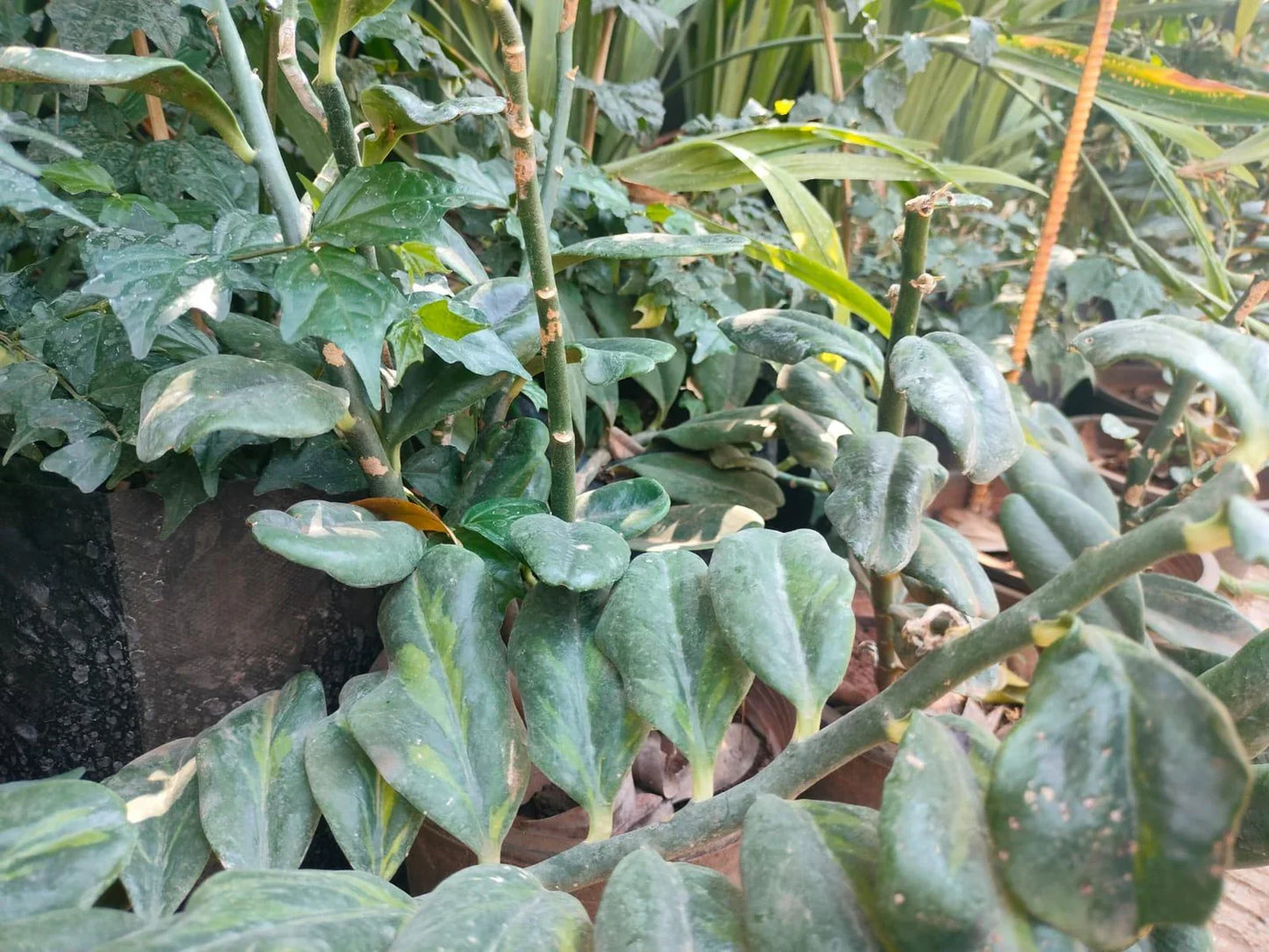 Green Pedilanthus Flower seeds for Planting - Garden Favorite, Heirloom & GMO Free Seeds for Home Garden
