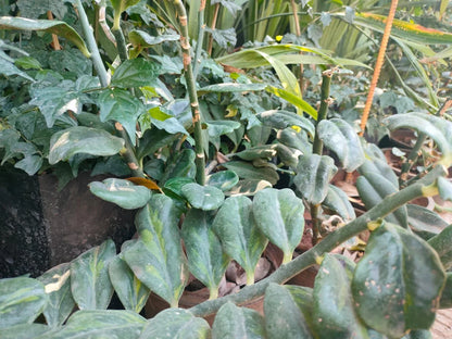 Green Pedilanthus Flower seeds for Planting - Garden Favorite, Heirloom & GMO Free Seeds for Home Garden