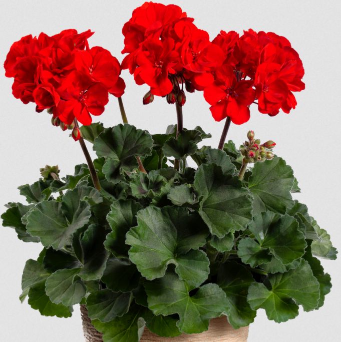 High quality Geraniums Red Flower seeds for Planting Long Bloom Season, Heirloom & GMO Free Seeds for Home Garden seeds pack