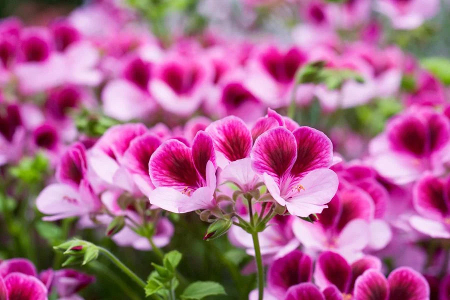 Purple Pink Geranium Flower Seeds for Planting, Heirloom Non-GMO, High Germination Organic Garden Seeds
