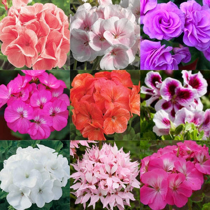 Pelargonium Mixed Geranium Flower Seeds for Planting