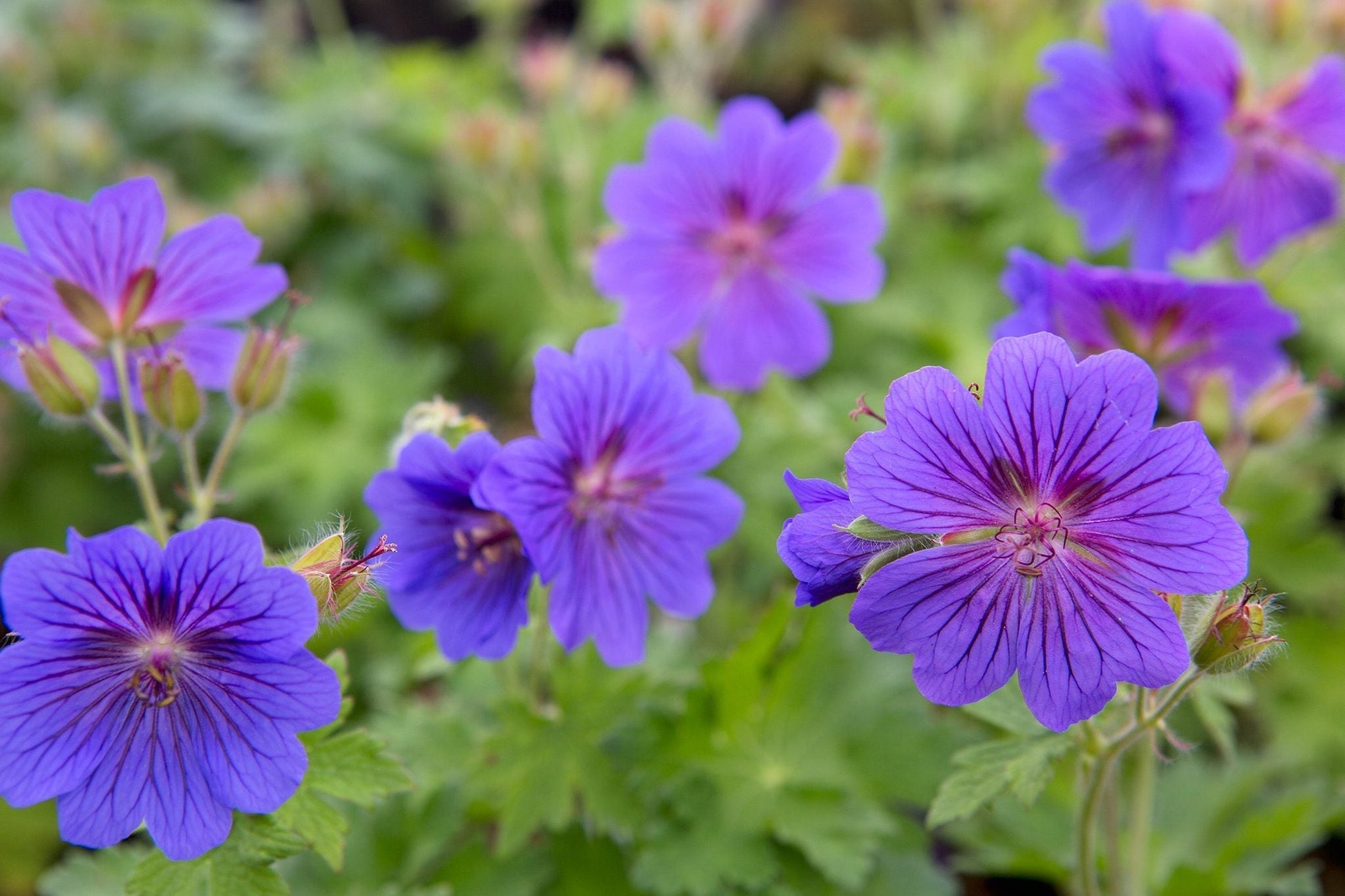 How to Grow Geranium Pelargonium Peltatum Successfully