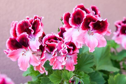 Red & Orange Geranium Flower seeds for Planting Shade Tolerant, Heirloom & GMO Free Seeds for Home Garden seeds for home gardening