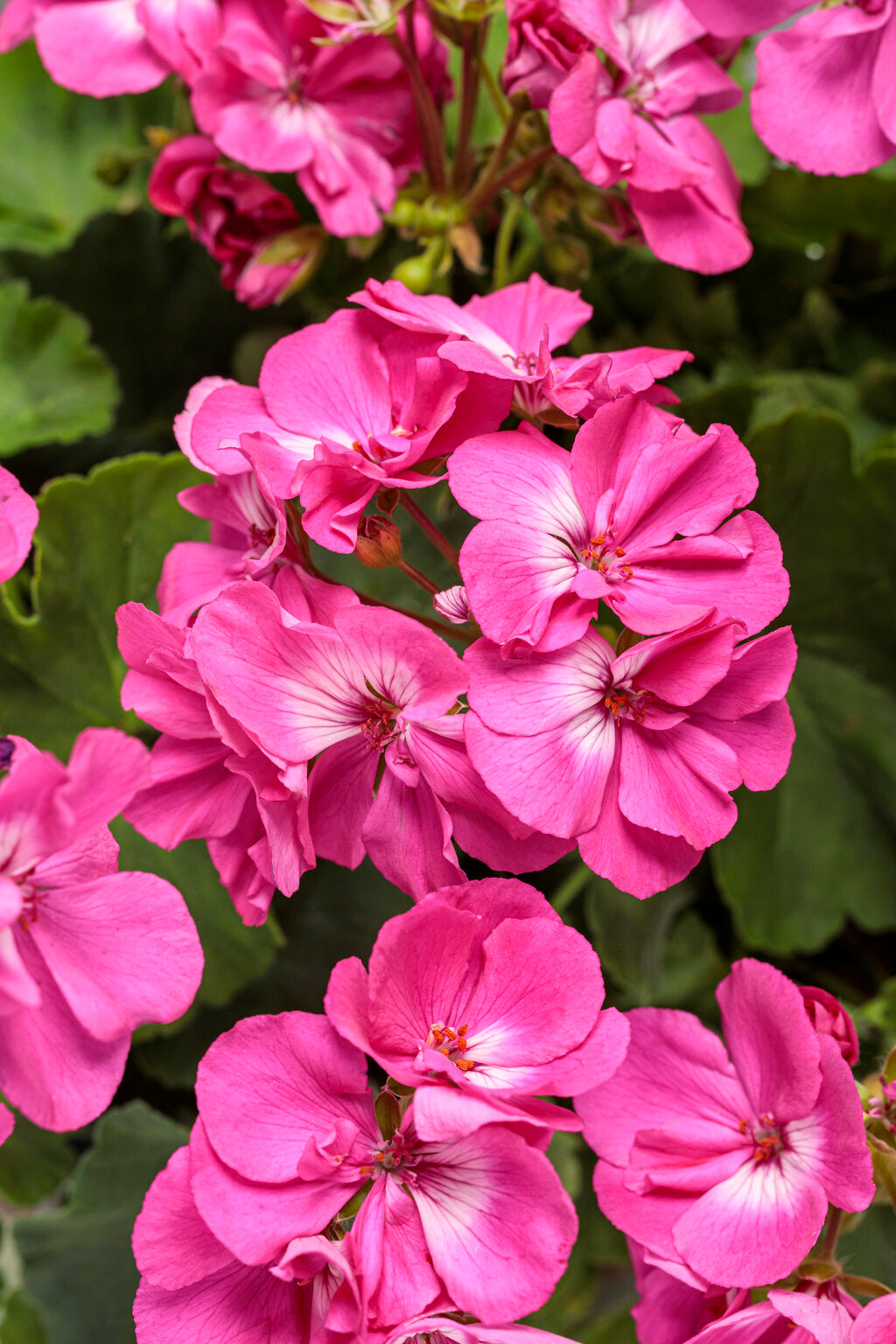 High quality Pink Geranium Flower seeds for Planting Garden Favorite, Heirloom & GMO Free Seeds for Home Garden seeds pack