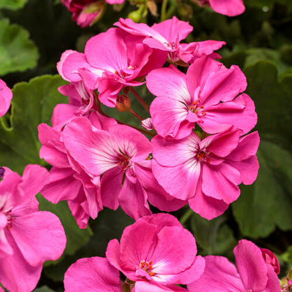 Pink Geranium Apple Blossom Flower seeds for Planting - Shade Tolerant, Heirloom & GMO Free Seeds for Home Garden