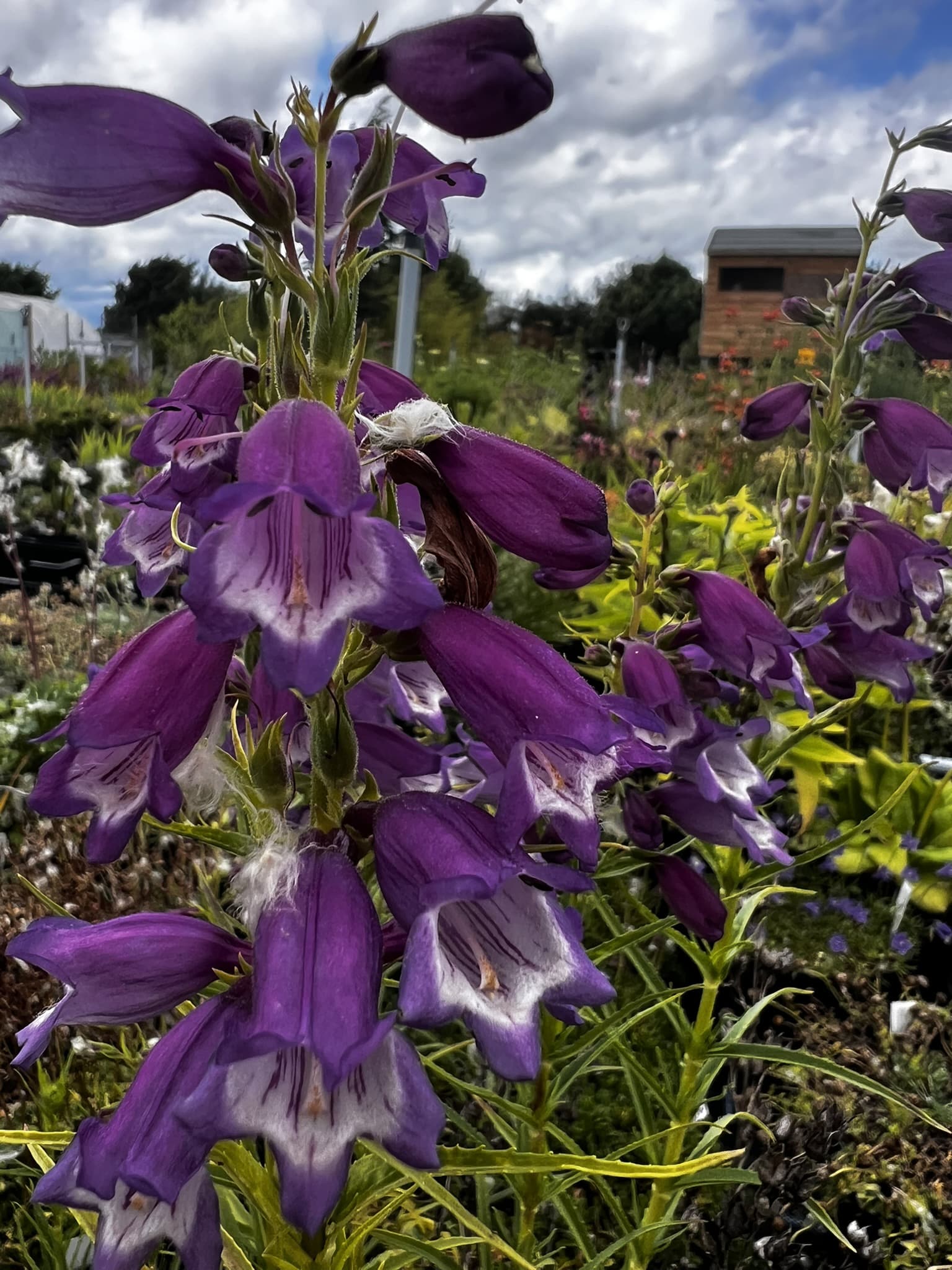 Purple Mexicali Sunburst Penstemon Flower seeds for Planting Seasonal Bloomer, Heirloom & GMO Free Seeds for Home Garden vegetable and garden seeds