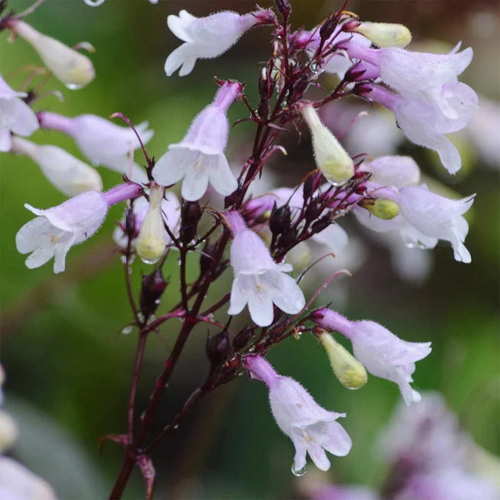 High quality White Snowbells Flower seeds for Planting Pollinator Friendly, Heirloom & GMO Free Seeds for Home Garden seeds pack