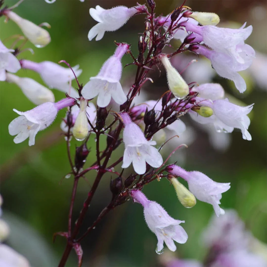 High quality White Snowbells Flower seeds for Planting Pollinator Friendly, Heirloom & GMO Free Seeds for Home Garden seeds pack