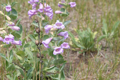 Penstemon (Penstemon Grandiflorus) seeds for planting in home garden