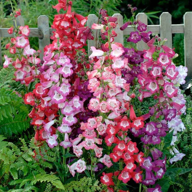 Mixed Penstemon Flower seeds for Planting Cut Flower Favorite, Heirloom & GMO Free Seeds for Home Garden seeds for planting