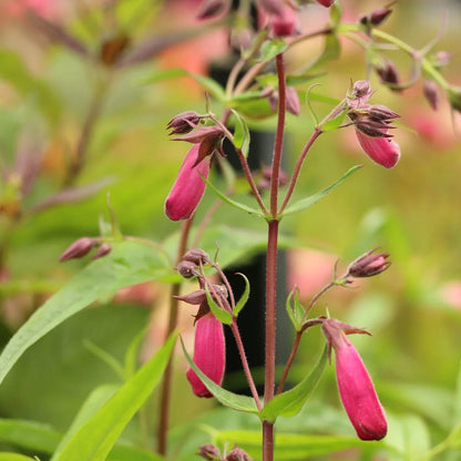 Garnet Stem Flower seeds for Planting Sun Loving Heirloom & GMO Free Seeds for Home Garden