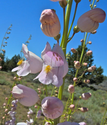 Penstemon Palmeri Flower seeds for Planting Pollinator Friendly Heirloom & GMO Free Seeds for Home Garden