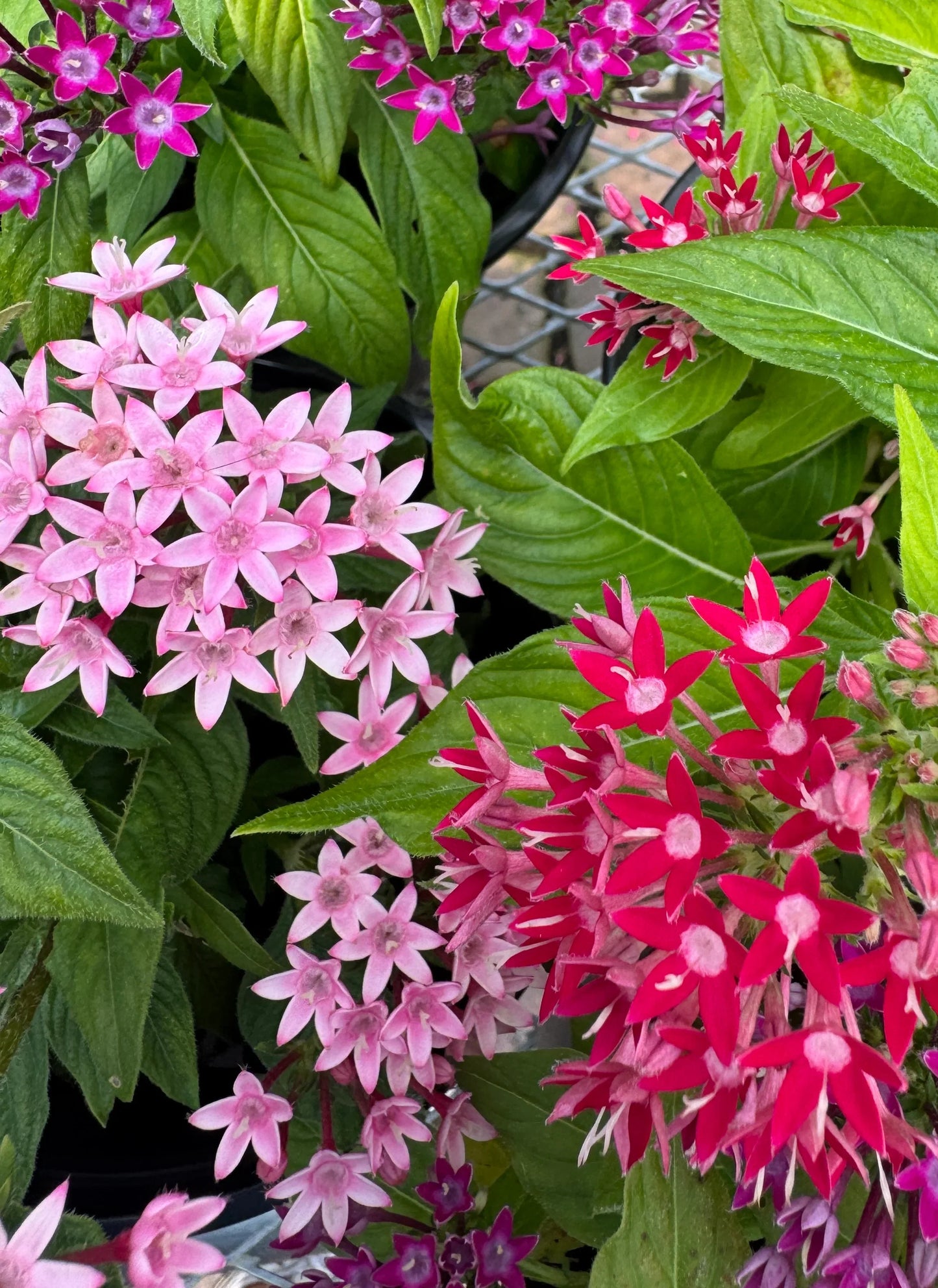 Pentas Flower seeds for Planting Vibrant Colors Heirloom & GMO Free Seeds for Home Garden