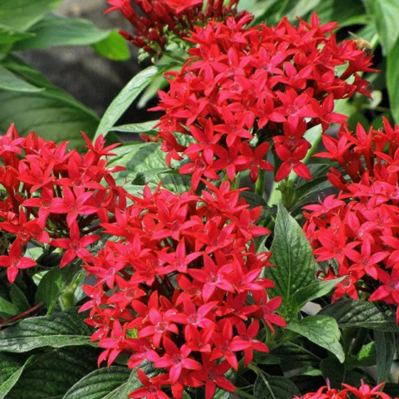 Pentas Flower seeds for Planting Vibrant Colors Heirloom & GMO Free Seeds for Home Garden