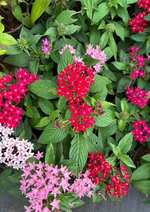 High quality Mixed Star Pentas Flower seeds for Planting Shade Tolerant, Heirloom & GMO Free Seeds for Home Garden seeds pack