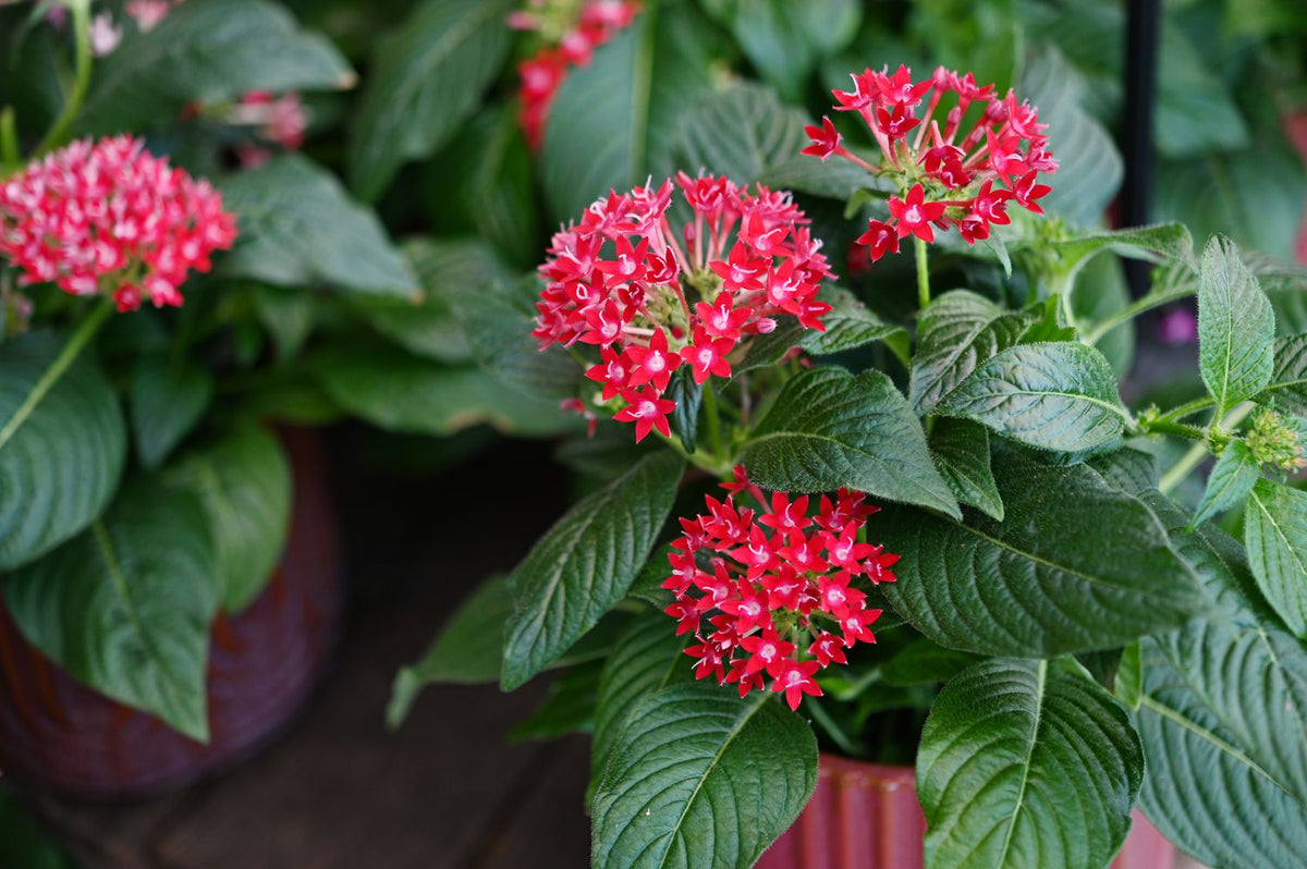 Heirloom Pentas Lanceolata Flower seeds for Planting Long Bloom Season Heirloom & GMO Free Seeds for Home Garden